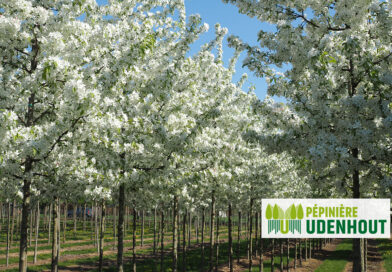 Arbre à l’honneur : pommier ornemental de Pépinière Udenhout