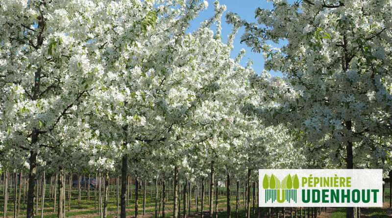 Arbre à l’honneur : pommier ornemental de Pépinière Udenhout