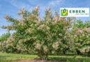 Arbre à l’honneur : Lagerstroemia ‘Natchez’