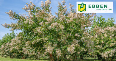 Arbre à l’honneur : Lagerstroemia ‘Natchez’