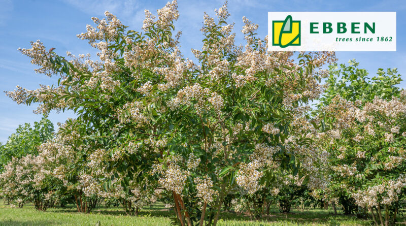 Arbre à l’honneur : Lagerstroemia ‘Natchez’