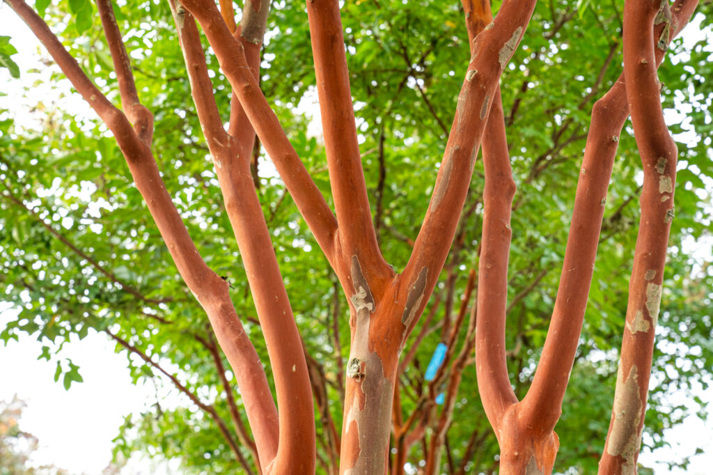 Arbre à l’honneur : Lagerstroemia ‘Natchez’