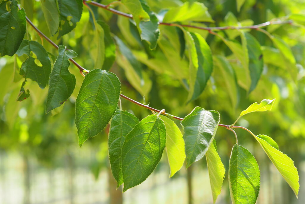 Arbre à l’honneur : pommier ornemental de Pépinière Udenhout