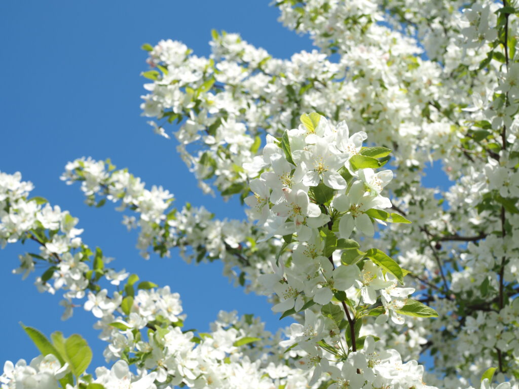 Arbre à l’honneur : pommier ornemental de Pépinière Udenhout