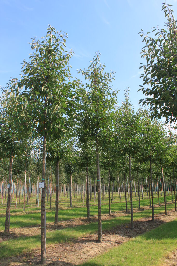 Arbre à l’honneur : pommier ornemental de Pépinière Udenhout