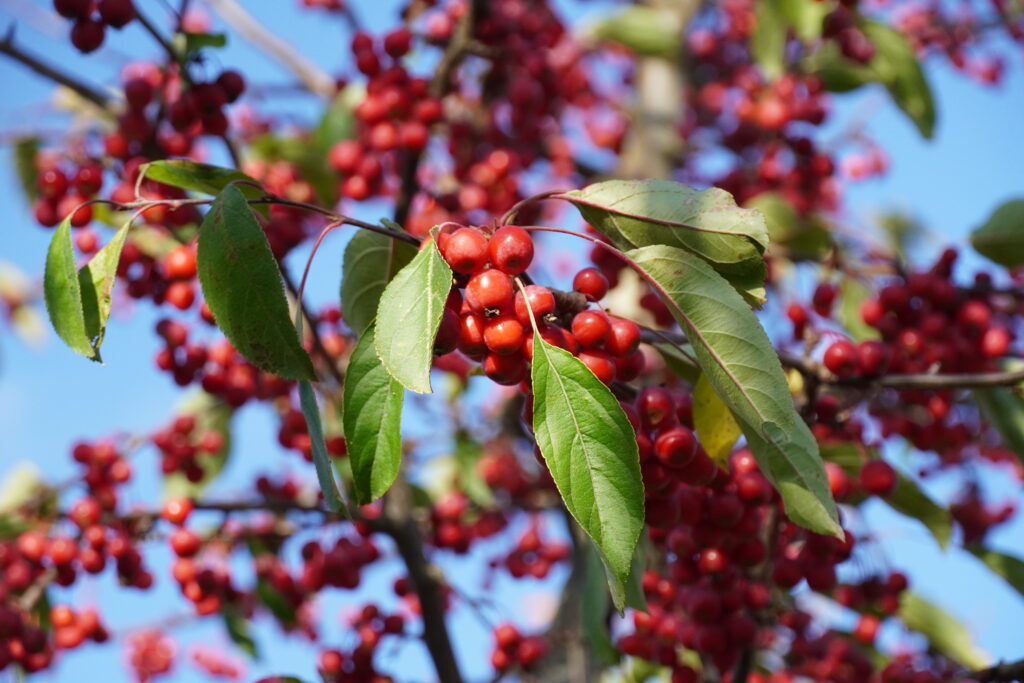 Arbre à l’honneur : pommier ornemental de Pépinière Udenhout