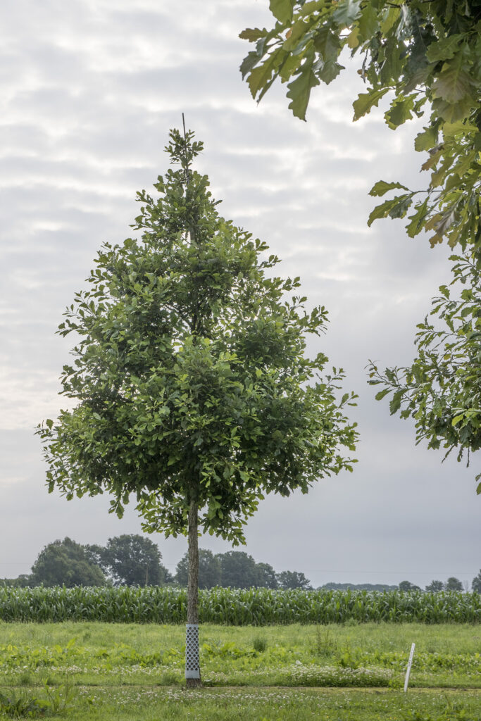 Quercus bicolor : un arbre polyvalent et plein de caractère