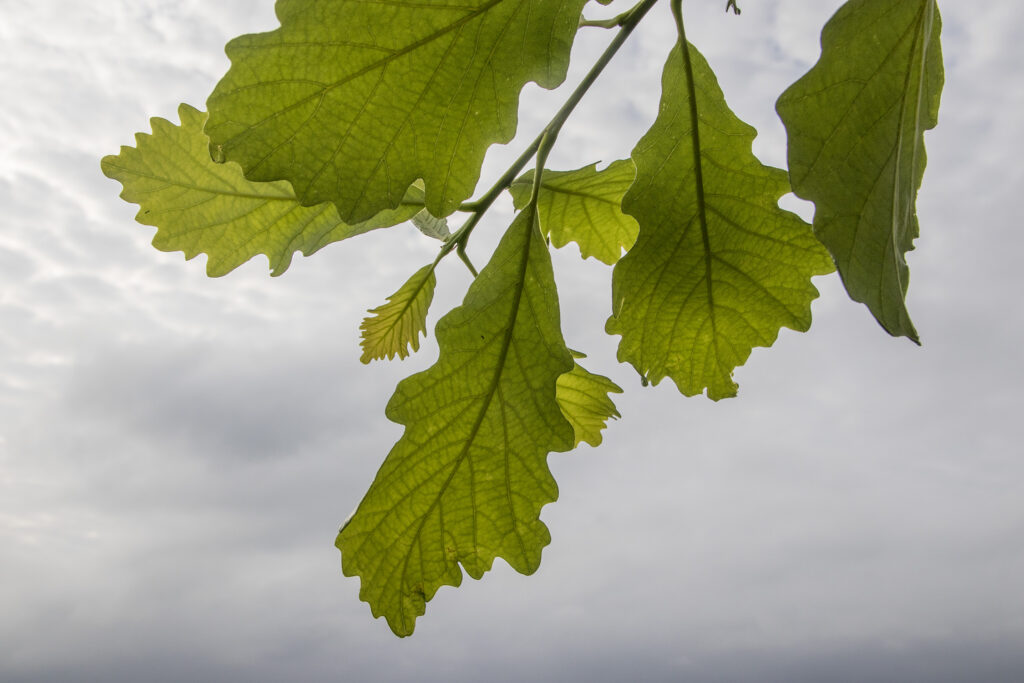 Quercus bicolor : un arbre polyvalent et plein de caractère