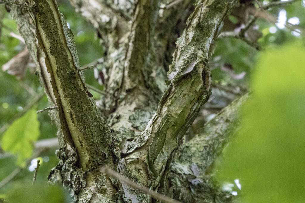 Quercus bicolor : un arbre polyvalent et plein de caractère