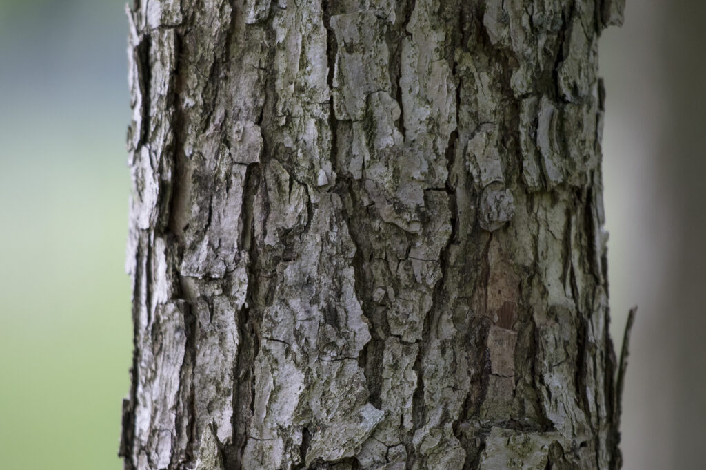 Quercus bicolor : un arbre polyvalent et plein de caractère
