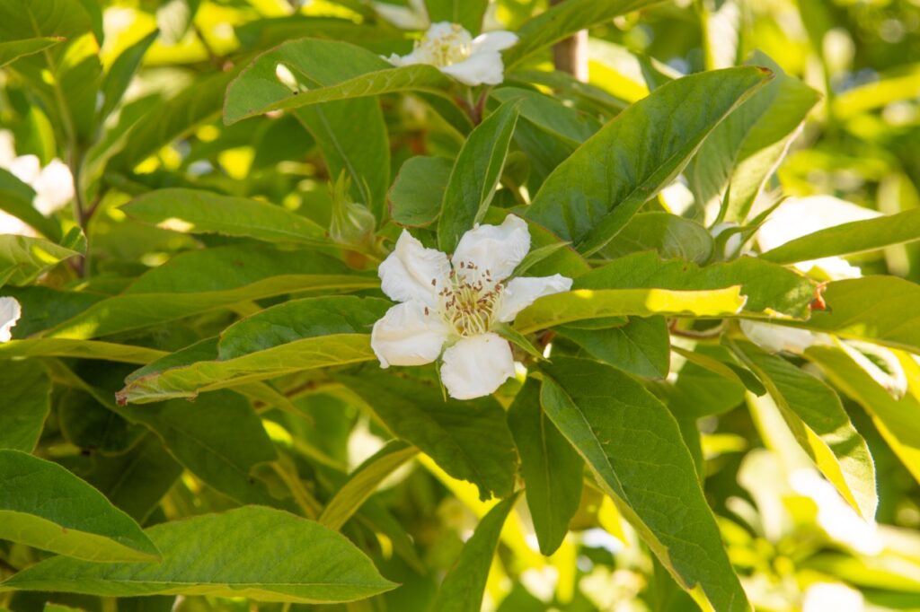 Arbre à l’honneur : Mespilus germanica