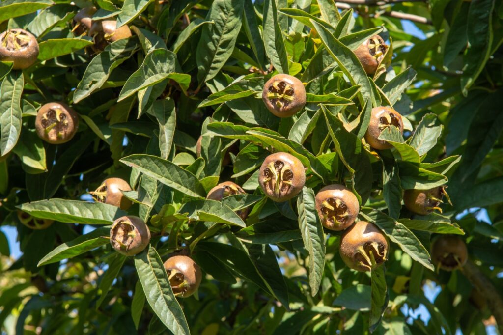 Arbre à l’honneur : Mespilus germanica