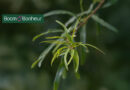 Quercus nigra