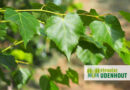 Arbre à l’honneur : Tilia mongolica ‘Buda’