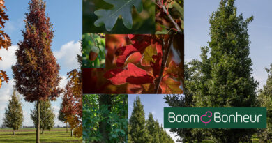 Le Quercus × bimundorum Crimson Spire est un arbre sain, élancé et strictement colonnaire, qui apporte couleur et structure au jardin ou aux espaces publics.