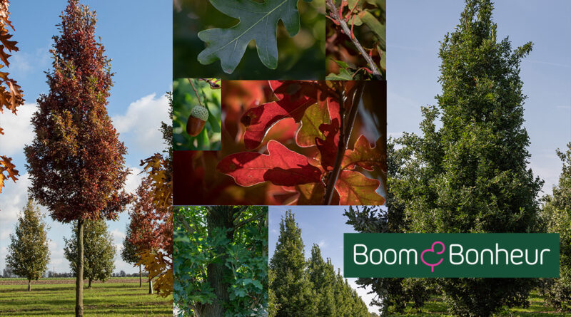 Le Quercus × bimundorum Crimson Spire est un arbre sain, élancé et strictement colonnaire, qui apporte couleur et structure au jardin ou aux espaces publics.