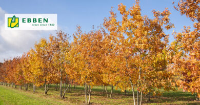 Le Quercus rubra, plus connu sous le nom de chêne rouge d’Amérique, est un arbre impressionnant qui se distingue par sa couleur automnale brun-rouge et son port majestueux. Grâce à sa large couronne et à sa croissance vigoureuse, cette espèce est un atout précieux pour les parcs, les avenues et les grands jardins.