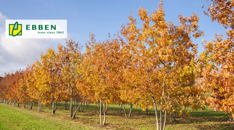 Le Quercus rubra, plus connu sous le nom de chêne rouge d’Amérique, est un arbre impressionnant qui se distingue par sa couleur automnale brun-rouge et son port majestueux. Grâce à sa large couronne et à sa croissance vigoureuse, cette espèce est un atout précieux pour les parcs, les avenues et les grands jardins.