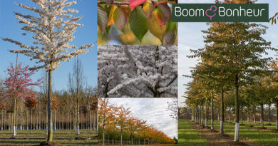Prunus x yedoensis, le cerisier d’ornement classique, est un véritable point d’attraction qui enchante chaque printemps par un nuage de fleurs blanches.