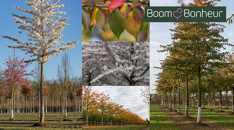 Prunus x yedoensis, le cerisier d’ornement classique, est un véritable point d’attraction qui enchante chaque printemps par un nuage de fleurs blanches.