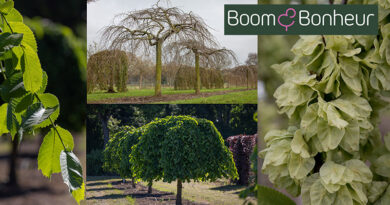 Ulmus glabra ‘Pendula’, ou orme pleureur, est un arbre qui attire immédiatement l’attention par son élégance naturelle et gracieuse.