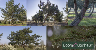 Pinus sylvestris, un arbre robuste au caractère affirmé