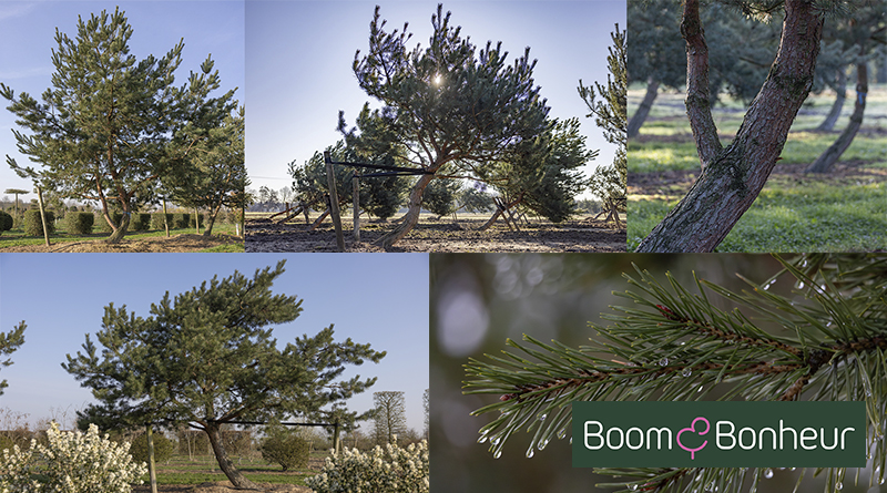 Pinus sylvestris, un arbre robuste au caractère affirmé