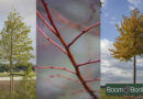 Tilia cordata ‘Winter Orange’, un tilleul attrayant en toute saison