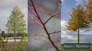 Tilia cordata ‘Winter Orange’, un tilleul attrayant en toute saison