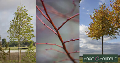 Tilia cordata ‘Winter Orange’, un tilleul attrayant en toute saison