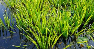 Créer biodiversité et expérience immersive autour d’un étang (de baignade) : L’eau, une source de vie au jardin par Guido Lurquin