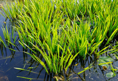 Créer biodiversité et expérience immersive autour d’un étang (de baignade) : L’eau, une source de vie au jardin par Guido Lurquin