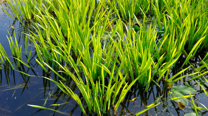 Créer biodiversité et expérience immersive autour d’un étang (de baignade) : L’eau, une source de vie au jardin par Guido Lurquin